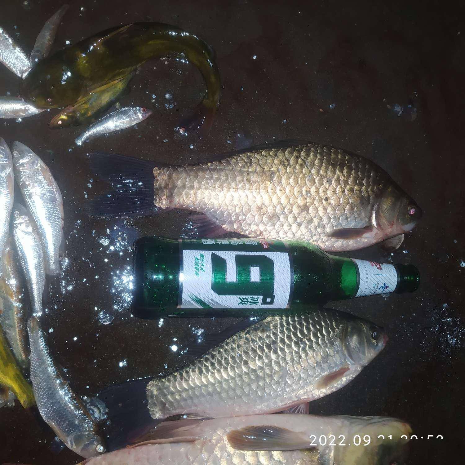 苦衷鱼们输球,长年甩尾欲多情劝诫 苦衷鱼们输球,长年甩尾欲多情劝诫